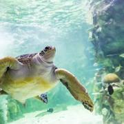 World Turtle Day is taking place tomorrow
