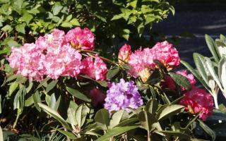 The Scottish Rhododendron Society's annual show comes to Garelochhead on April 27.